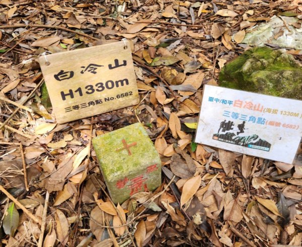 【中級山】有熊森林，谷關三雌白冷山2741095