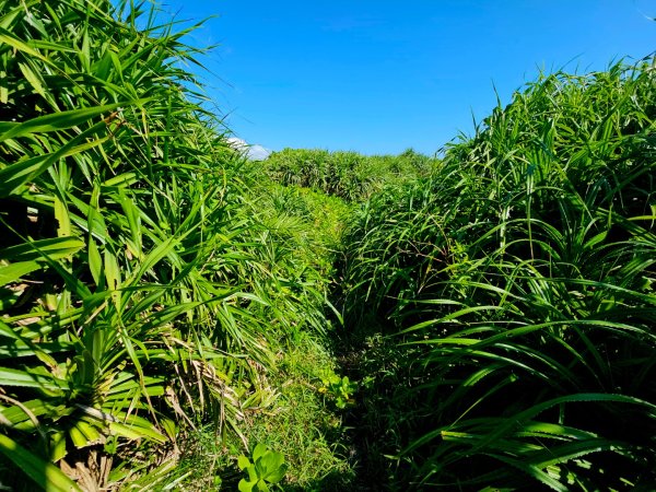 三仙台步道-2025漫遊縱谷愛在花東-台東縣成功鎮2916665