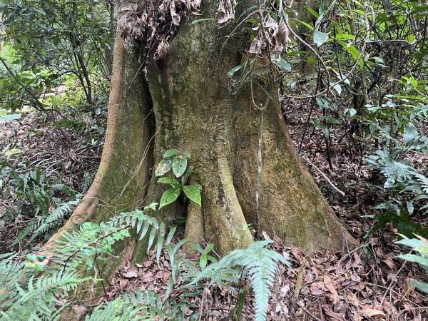 [皮皮獅探險隊-04/10] 2025_0706 三段崎古道2831766