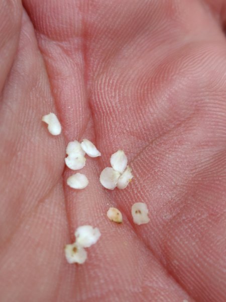 稍來小雪山國家步道、船型山、鞍馬山、鞍馬山東北峰、天池、雪山神木2799725