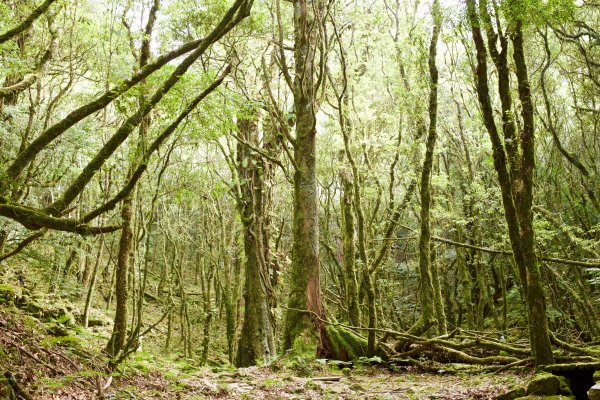 谷關七雄：八仙山468308