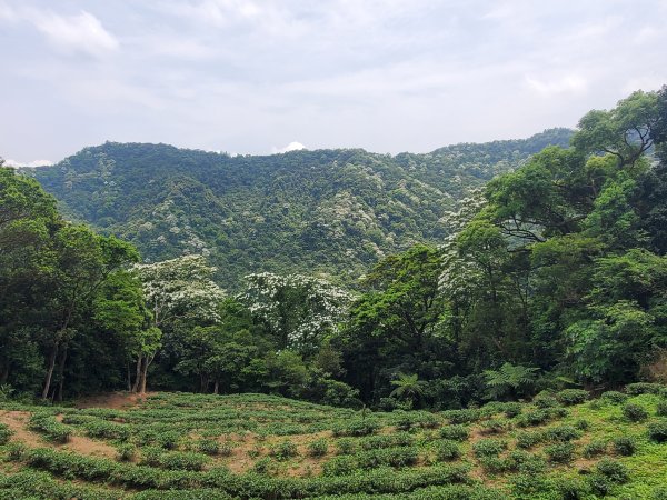 錦繡山莊＞十七寮山＞二叭子植物園＞玫瑰中國城