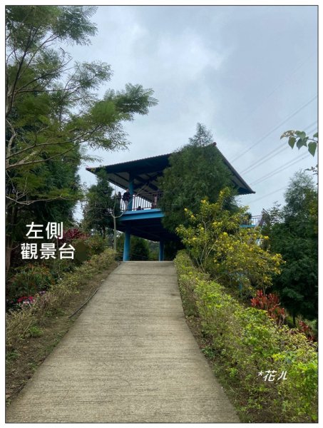 三灣落羽松秘境2676771