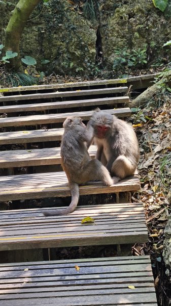 【柴山、壽山、萬壽山，到底哪個才是你！🤣🤣】走一座可以映照出高雄不同時期歷史軌跡的山。3025855