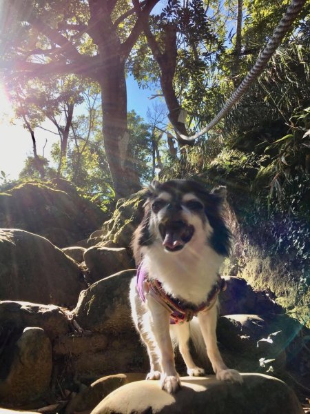 和小盆友們爬山的快樂時光❤️小獅山2598085