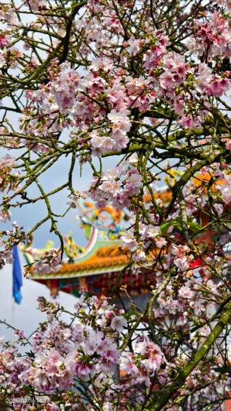 #綠繡眼 訪花 #吉野櫻 #天元宮 #楓樹湖 03162736729