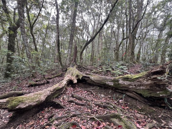 ~  塔  曼  山  ~2782778