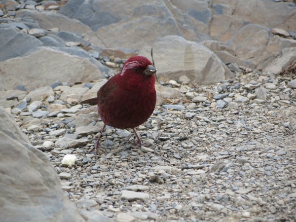 《南投》愛上山｜合歡山東峰2016061412177