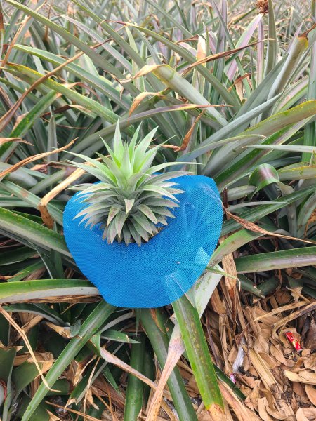 挑水古道+十八觀音步道+大峰巷步道+碧山古道O繞2766193