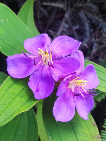 礁溪車站-跑馬古道-迴音谷瀑布-鵲子山2826635