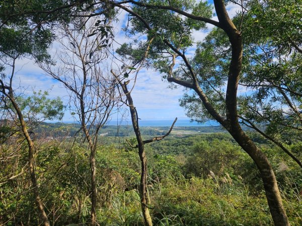 20250201貢大縱走(大石壁坑山主北峰-五酒桶山-龍崗山-吾居吾墅步道)2703719