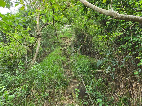 美濃雙溪樹木園（九芎林山）2652559