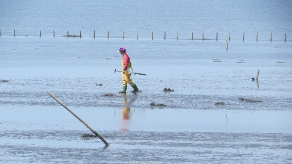 《彰化》海中步道｜漢寶濕地芳苑濕地健行賞鳥202603153016763