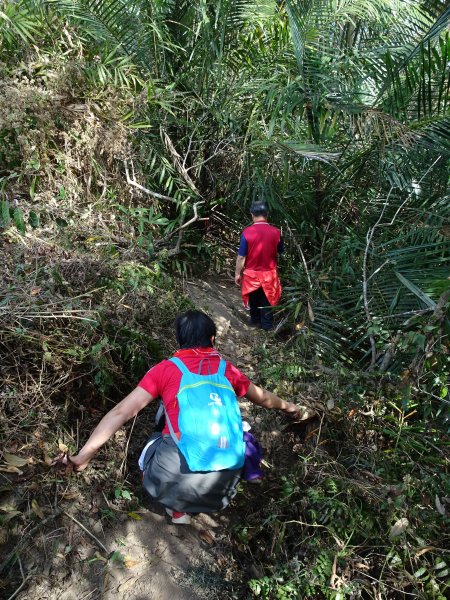 高雄甲仙小百岳第66座-西阿里關山526668