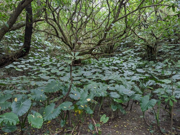 2023-02-11 忘憂谷步道2792578