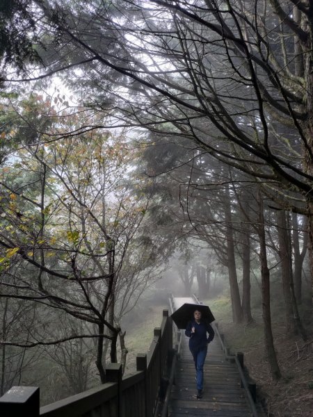 【新竹縣五峰鄉】雲霧步道2833754