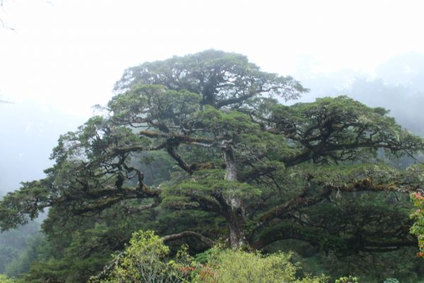 初探玉山國家公園塔塔加193716