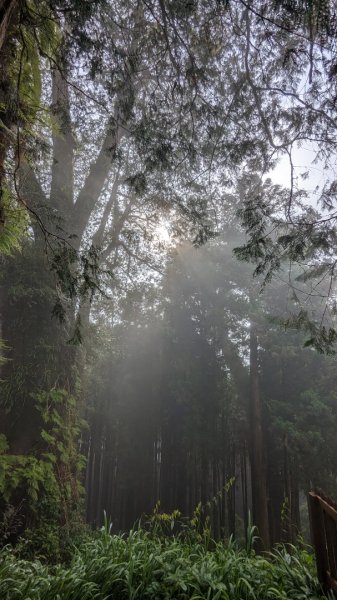 阿里山森林遊樂區2165562