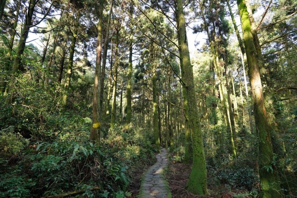 臺北 士林 香對山、頂山、杏林山、北五指山、高頂山、北頂山、馬蕃山、頂山溪山、五指山2703246