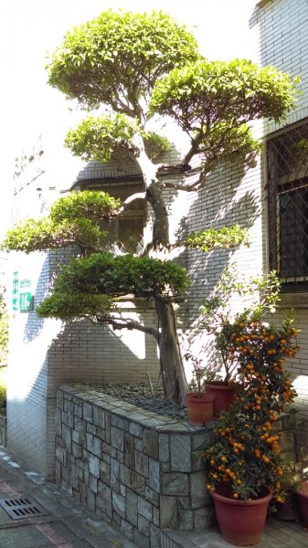 【臺北親山拓印趣】天母古道、中山北路853844