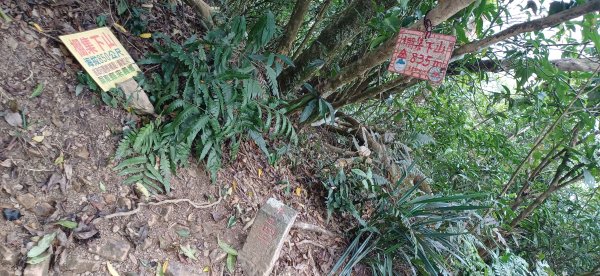 棚集山.屏東來義2742090