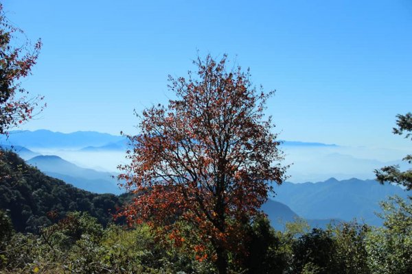 108.12.14台中稍來山（紅榨槭，夕776893