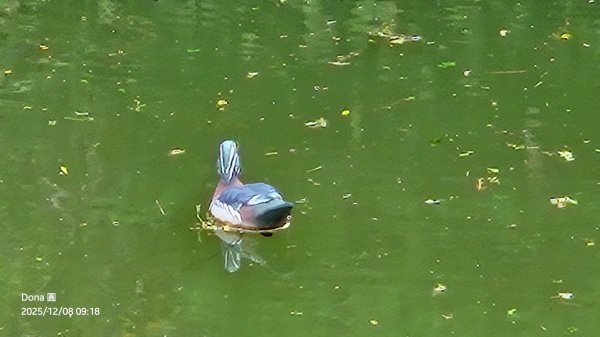 20251208雞寮坑山南稜線O走+鹿寮坑濕地賞景採果2969015