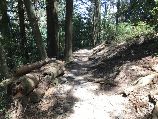 110年5月16日高雄   藤枝國家森林遊樂區1456941