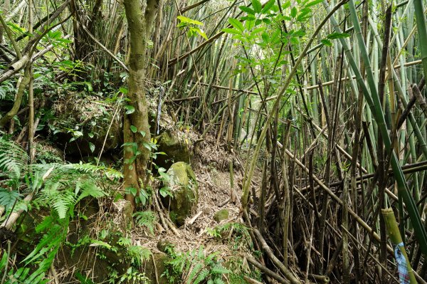 臺北 文山 指南山、猴山岳、魚衡山、大前坑山、猴山坑山、祥光寺後山、金頭山2774999