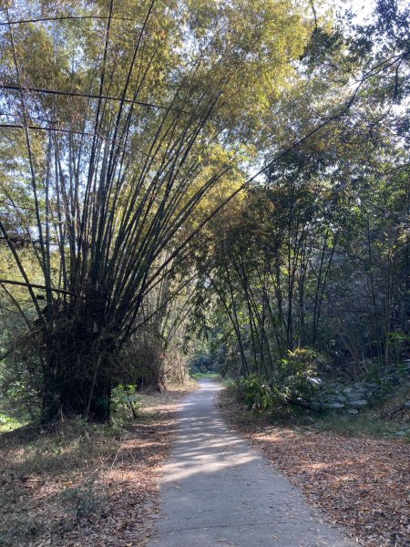 龍過脈森林步道2975682