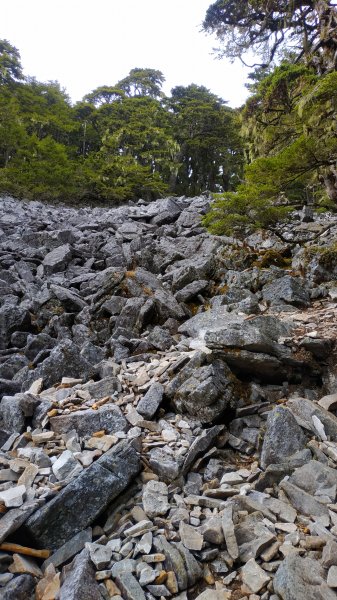 武陵四秀成兩袖(一秀加一宿)1142484