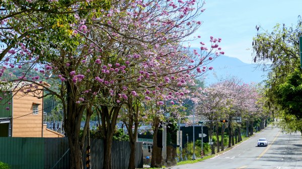 獨立山步道。法說會2765021