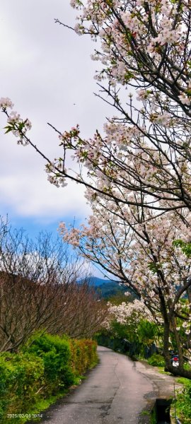 追花是簡單的快樂，賞花是恬淡的幸褔 2/252720113