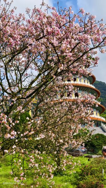 #綠繡眼 訪花 #吉野櫻 #天元宮 #楓樹湖 03162736737