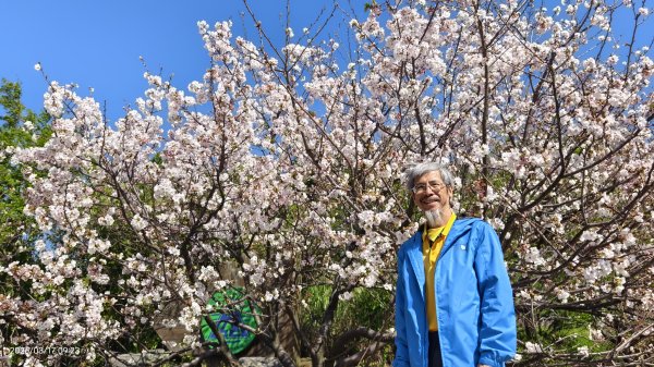 #中山樓 #陽明公園 #十八份 #墨染櫻 #吉野櫻 #唐棉 #小實女貞 #大紅蛺蝶 #夕陽 3/13017026