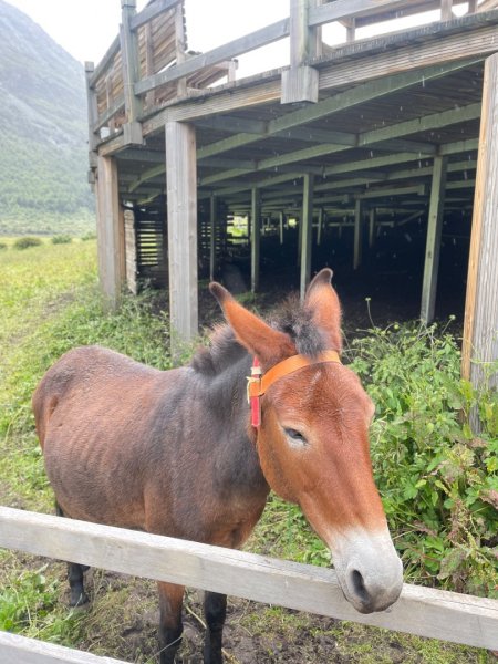 西藏♥️可愛動物🐎人物寫真/拉薩旅拍/美食2902947