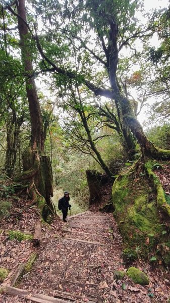 神阿縱走~台灣難抵極~大塔山2971506