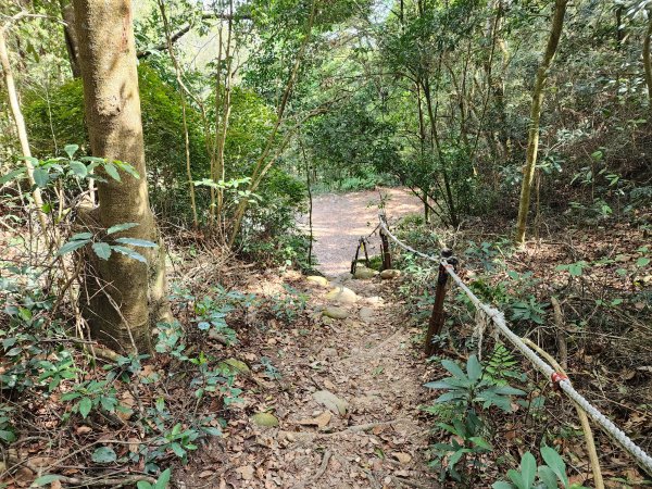 20230416大坑步道2~5+石苓湖山2175634