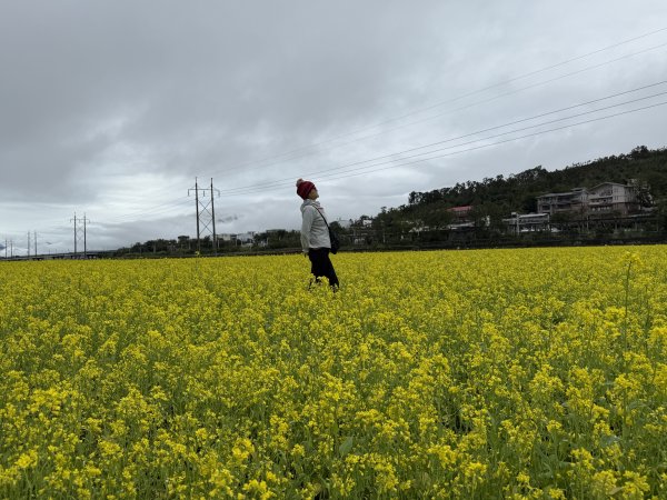 富里油菜花2704812