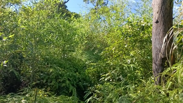 基隆市暖暖車站-暖壽山-暖東苗圃-頂寮山-清法戰爭砲台遺址-碇內3091341