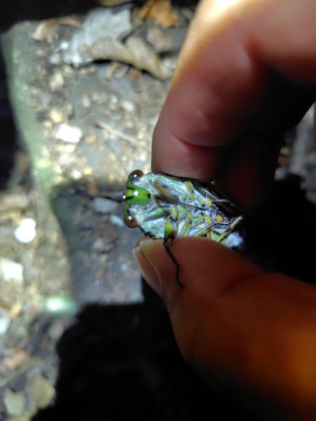 南東眼山連走有勝山2918715