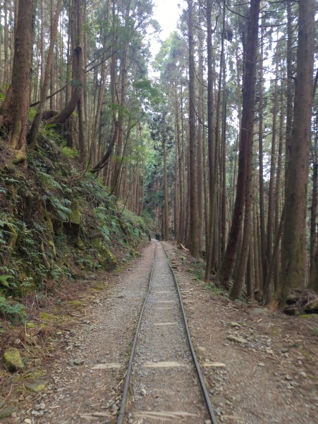 2026.02.14－特富野古道3013713