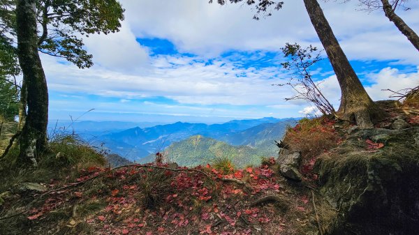 【鳶嘴稍來】27.3K登山口-稍來山比鳶嘴山海拔還高127公尺，雖然少了危岩峭壁但這季節卻多了楓紅，滿地紅榨槭落葉令人驚豔!