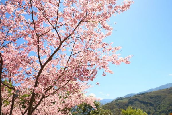 拉拉山的櫻花286579