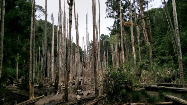 金柑樹山&忘憂森林步道20171023193211