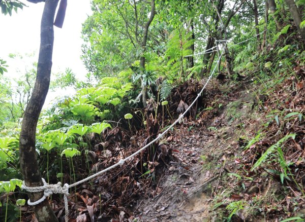 崩山大崙-石碇大崙2799077