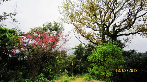 中和步道越嶺土城太極嶺 ~ 櫻花一路相迎 !528009