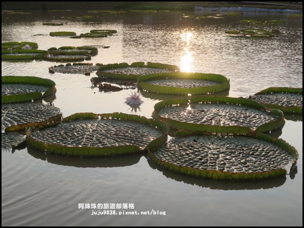 2019桃園觀音蓮花季。絲瓜隧道好療癒。657597