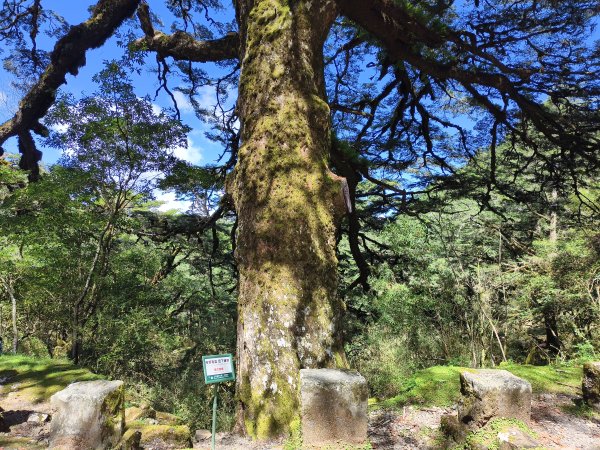 [玉山尋寶任務-09/12] 2025_0928 麟趾山步道2899879