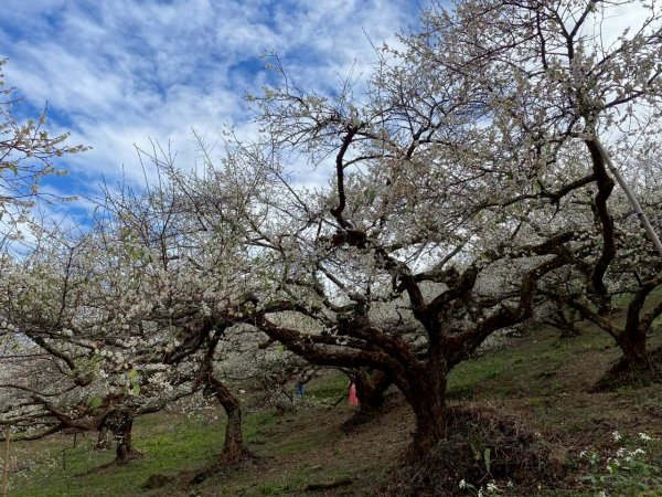 🌈1/17（六）蔡家古厝賞梅×梅子夢工廠×車埕老街✨FB：熊熊趴爬走🌈2983909